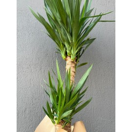 2'Lİ YUKKA SAKSI ÇİÇEĞİ